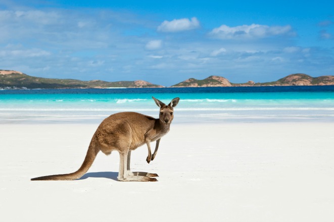 Kangaroo-Island Kangaroo-Island